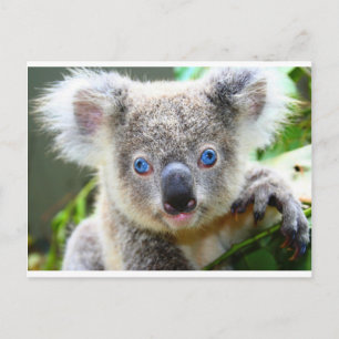 Postal Osos de koala