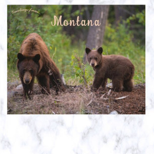 Postal Osos en Boulder Valley Montana USA