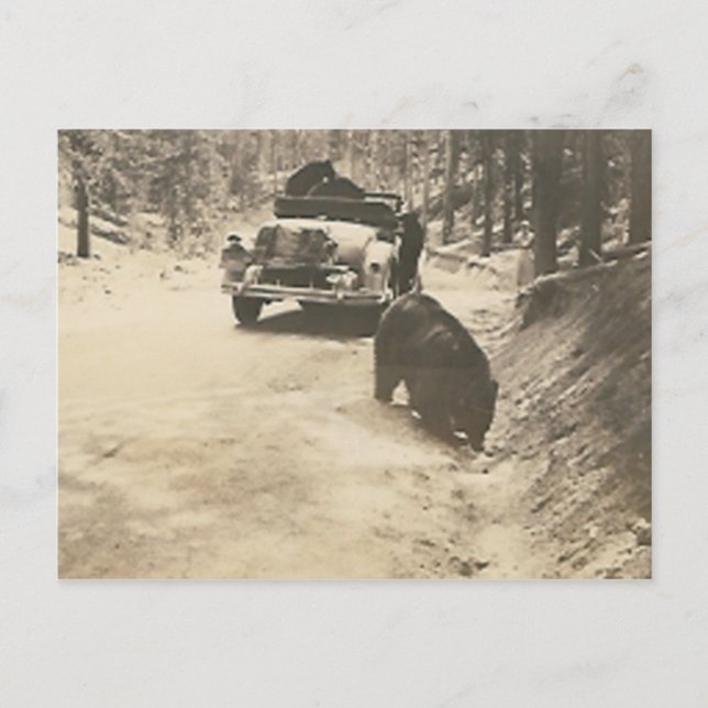 Postal osos en el coche (Anverso)