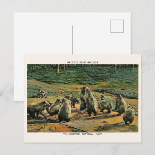 Postal osos grizzly, regalos del parque nacional yellow s