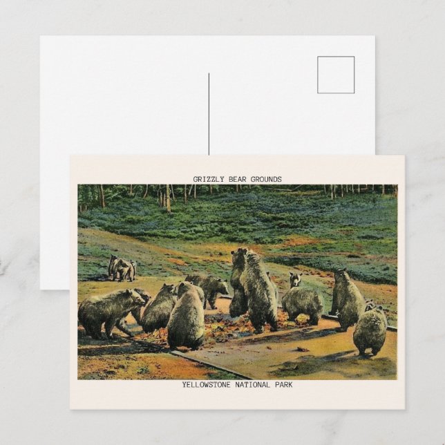 Postal osos grizzly, regalos del parque nacional yellow s (Anverso / Reverso)