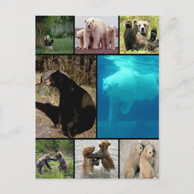 Postal Osos juguetones (Anverso)