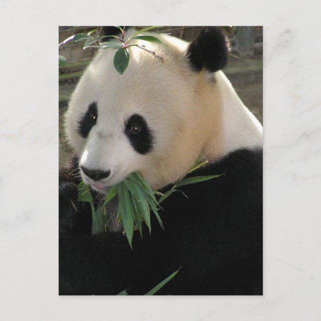 Postal Osos Panda (Anverso)