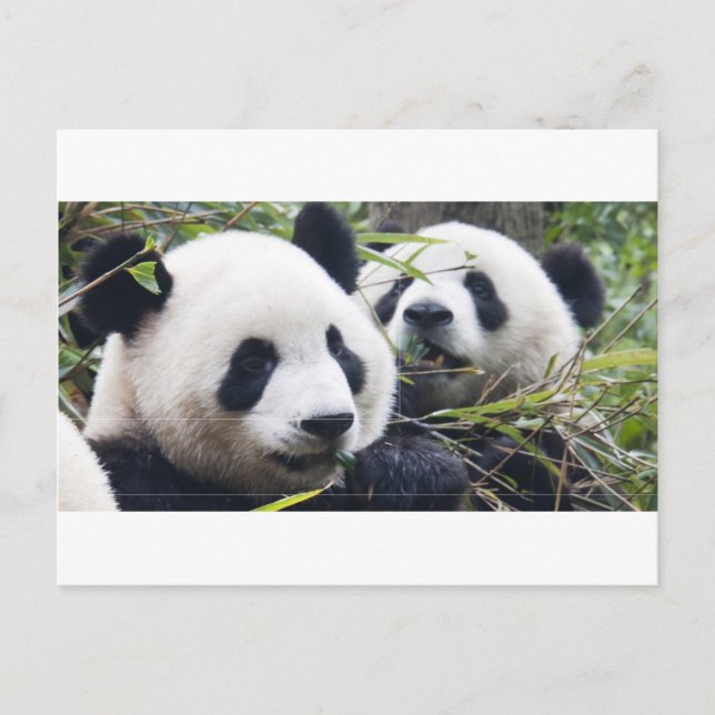 Postal Osos Panda (Anverso)