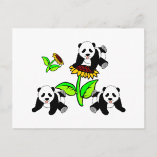 Postal Osos Panda de girasol