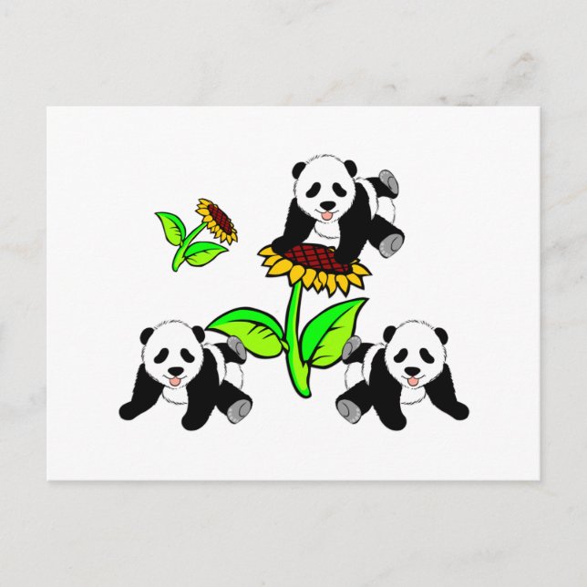 Postal Osos Panda de girasol (Anverso)