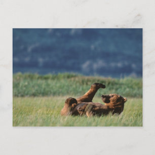 Postal Osos pardos en juego, Ursus arctos, Alaska