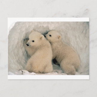 POSTAL OSOS POLARES DE DOS BEBÉS