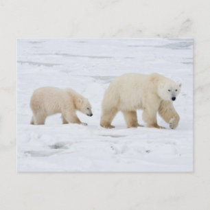 Postal Osos polares hembra y dos cubos 2