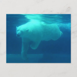 Postal Osos salvajes