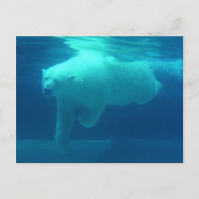 Postal Osos salvajes (Anverso)