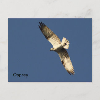 Postal Osprey