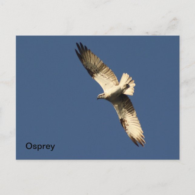 Postal Osprey (Anverso)
