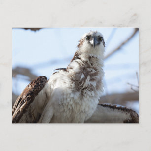 Postal Osprey