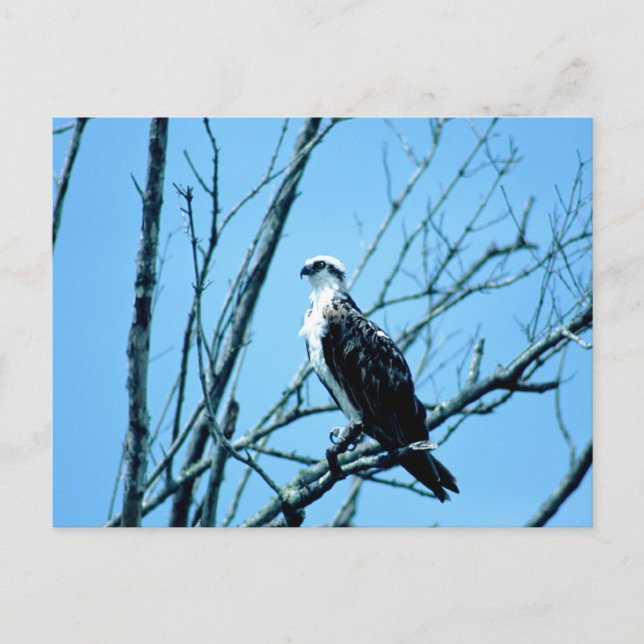 Postal Osprey (Anverso)