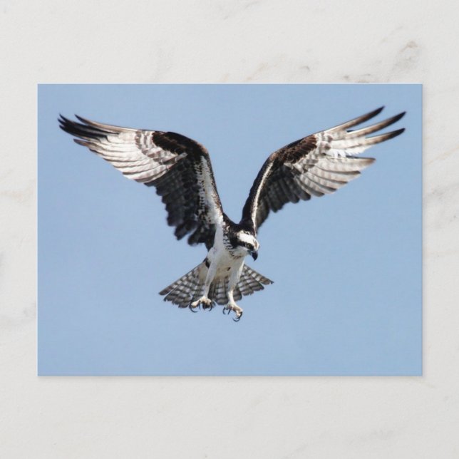 Postal Osprey (Anverso)