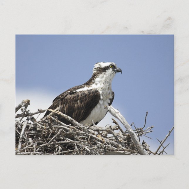 Postal Osprey (Anverso)