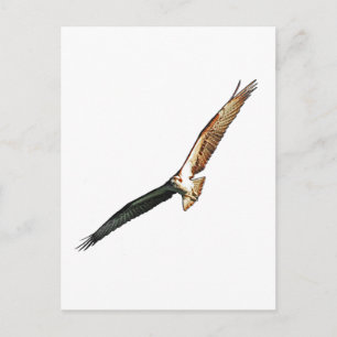 Postal Osprey