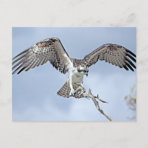 Postal Osprey