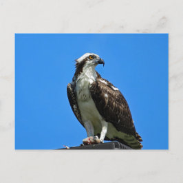 Postal Osprey