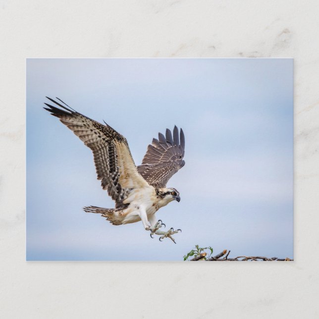 Postal Osprey aterrizando en el nido (Anverso)