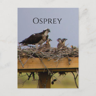 Postal Osprey Bird Nest