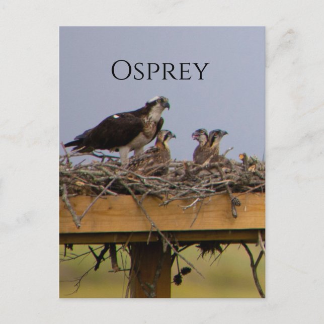 Postal Osprey Bird Nest (Anverso)