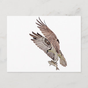 Postal Osprey con un pez