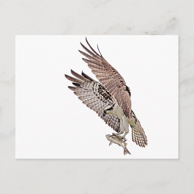 Postal Osprey con un pez (Anverso)