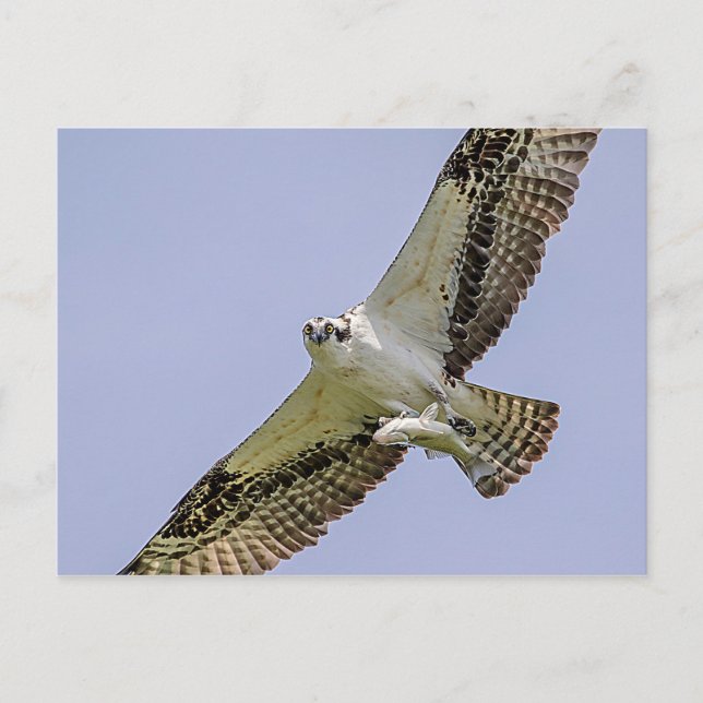 Postal Osprey con un pez (Anverso)
