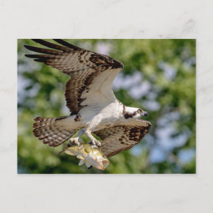 Postal Osprey con una gran boquilla
