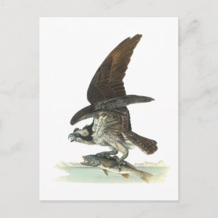 Postal Osprey de Audubon