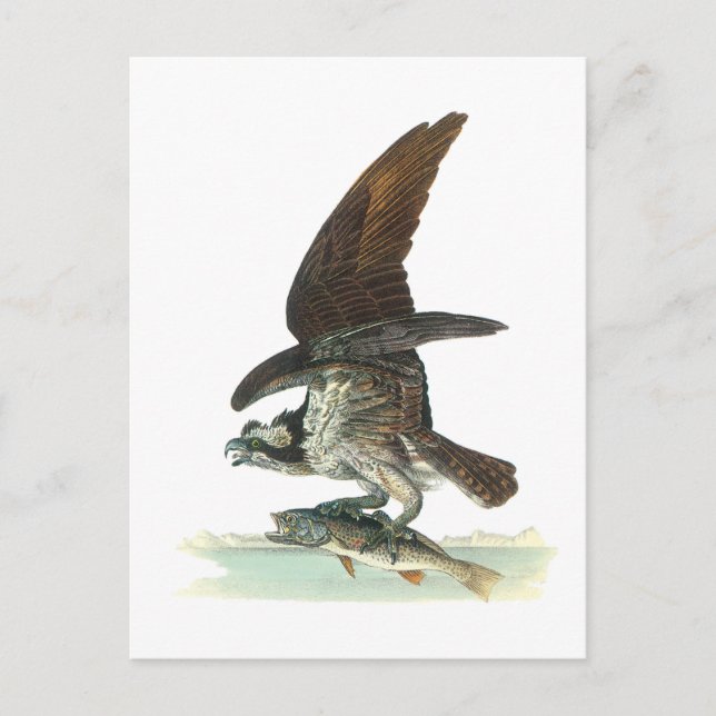 Postal Osprey de Audubon (Anverso)