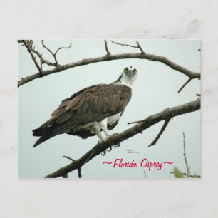 Postal Osprey de Florida