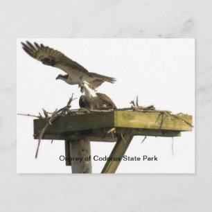 Postal Osprey del Parque Estatal de Codorus