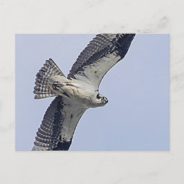 Postal Osprey en vuelo