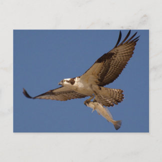 Postal Osprey Fisher