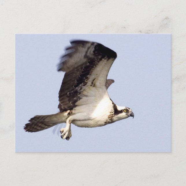 Postal Osprey Flight (Anverso)