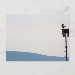 Postal Osprey frente a la isla del desierto del Monte Mai