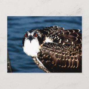 Postal Osprey, isla Tilghman, puerto de Dogwood, Maryland