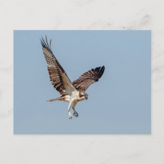 Postal Osprey juvenil en vuelo