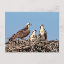 Postal Osprey mamá con sus hijos