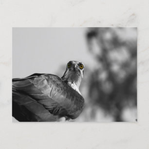 Postal Osprey Mirando hacia abajo la cámara - Foto de vid