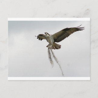 Postal Osprey moss