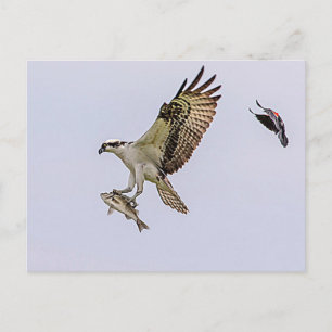 Postal Osprey siendo perseguido por un pájaro enano rojo