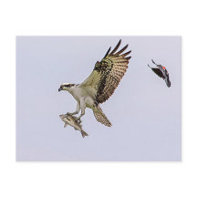 Osprey siendo perseguido por un pájaro enano rojo