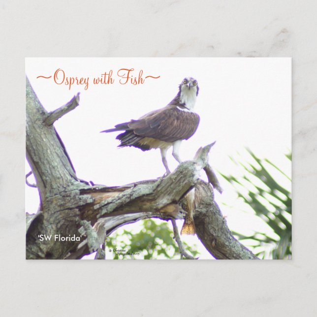 Postal Osprey with fish Postcard (Anverso)