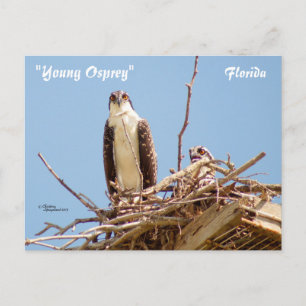 Postal Ospreys Hawks Aves Postcard