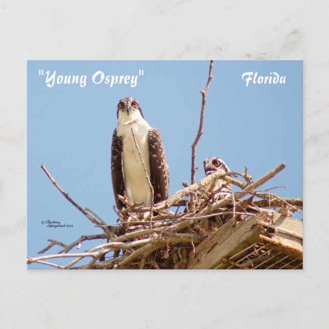Postal Ospreys Hawks Aves Postcard (Anverso)