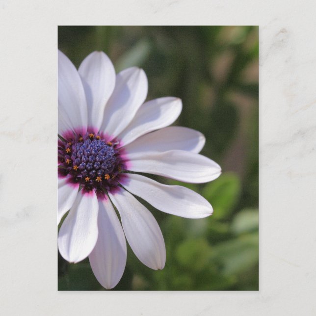 Postal Osteospermum (Anverso)